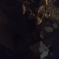 سگ ژرمن|سگ|رشت, کوی مهر|دیوار