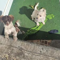 واگذاری سگ شیپیتزو