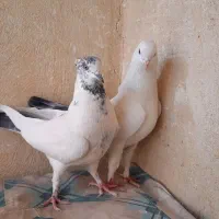 نروماده پرشی|پرنده|خمینی‌شهر, |دیوار