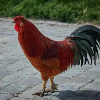 مرغ و خروس معاضه دارم