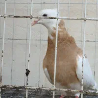 طوق زرد