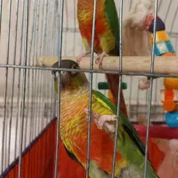 یک عدد گرینچیک نر یکساله مست|پرنده|رشت, جماران|دیوار