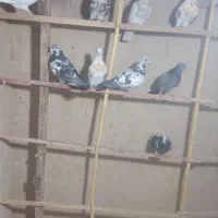 کبوتر‌جوجه‌پرشی‌‌تازه‌به‌شرط|پرنده|قم, سالاریه|دیوار