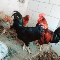 مرغ و خروس|حیوانات مزرعه|خورموج, |دیوار