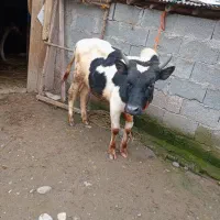 ورزا|حیوانات مزرعه|رشت, بازار|دیوار
