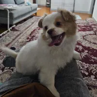 سگ پامر اشپیدز|سگ|ساری, |دیوار