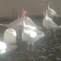 بوقلمون گوشتی
