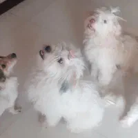 سگهای پاپی۶۰۰|سگ|خمینیشهر, |دیوار