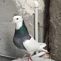 کبوتر خوشگل|پرنده|برازجان, |دیوار