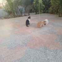 بچه گربه ملوس ۳عددخانگی|گربه|میبد, |دیوار