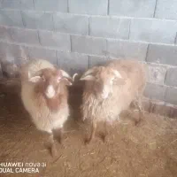 گوسفند نرشاخدار