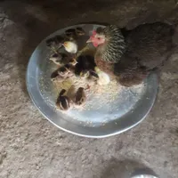 مرغ و جوجه محلی|حیوانات|لشت نشا, |دیوار