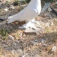 سفید هل پاپر