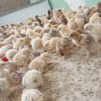 جوجه سلطان ،برهما