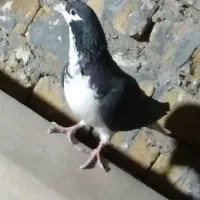 کبوتر طوقی و ساده ماده|پرنده|تربت‌حیدریه, طالقانی|دیوار