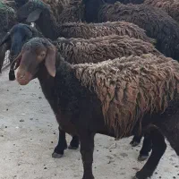 شیشک ماده