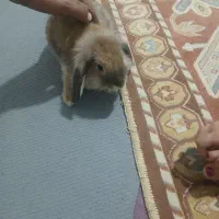 خرگوش لپو ۵ ماهه|موش و خرگوش|اسلامشهر, شهرک مفیدی|دیوار