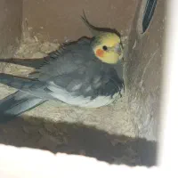 جفت مولد|پرنده|کرج, حصارک بالا|دیوار