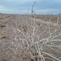 فروش زمین کشاورزی  پسته