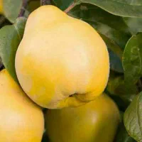 ف.روش ارقام نهال مثمر و غیر مثمر