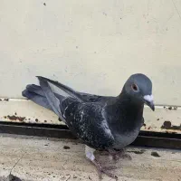 ماده پلاکی سیاه سبز