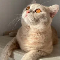 گربه نر بریتیش شرت هیر گلدن