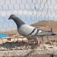 مسافتی ولوطی وفیلی