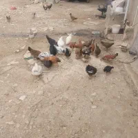 وارک و کلشیر محلی