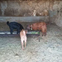 فروش بزپاکستانی