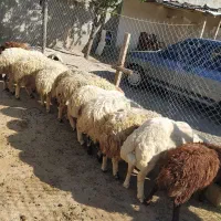 گوسفندزنده|حیوانات مزرعه|کرج, کیانمهر|دیوار