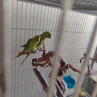 جفت ملنگو ، مرغ عشق نژاددار ، کوتوله ، عروس هلندی