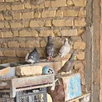 ترکیه ای پرنده ها بیضا هسن|پرنده|بانش, |دیوار