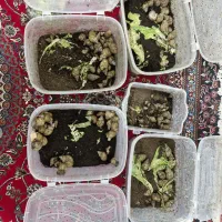 پرورش حلزون