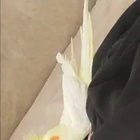 عروس هلندی لوتینو