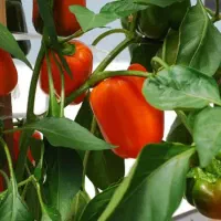 کار در گلخونه