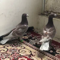 کبوتر اقون 2تا ارازل