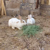 خرگوش ماده بافق|موش و خرگوش|بافق, |دیوار