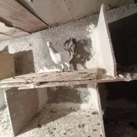 شامی نر هفرنگ خط ی|پرنده|الوند, |دیوار