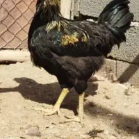 خروس