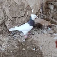 جفت نریک عددطوقی سیاه کاکل ویک چپ دم سرخ