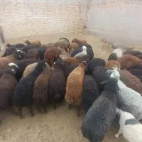 نیروی کار(چوپان) جهت دامداری نیازمندیم