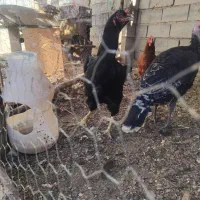 فروش مرغ لاری درحال تخم گذاری..|حیوانات مزرعه|بکتاش, |دیوار