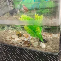 آکواریوم زیبا با پمپ آبشاری کامل|ماهی|ابریشم, |دیوار