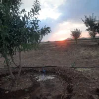 زمین کشاورزی باغ مناسب احداث گلخانه|فروش دفتر صنعتی، کشاورزی، تجاری|داران, |دیوار