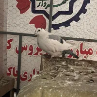 کفتر|پرنده|پاکدشت, پاکدشت (مامازند)|دیوار