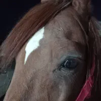 اسب عرب معاوضه با موتور سیکلت