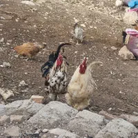 خروس|حیوانات مزرعه|شیراز, شهرک سعدی|دیوار