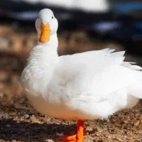 اُردک مَحلی خانگی سفید یا مُرغابی