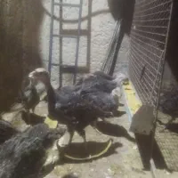 فروش بوقلمون برنز