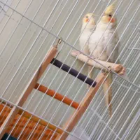 عروس پاریس نر و ماده